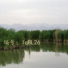 ά